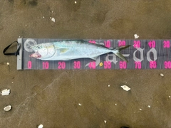 ワラサの釣果
