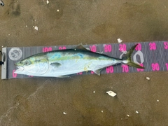 ブリの釣果