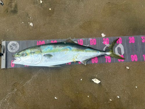ブリの釣果