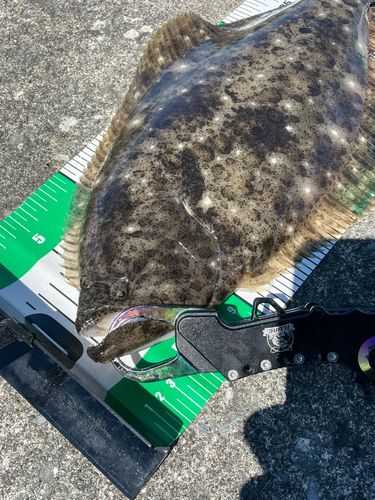 ヒラメの釣果