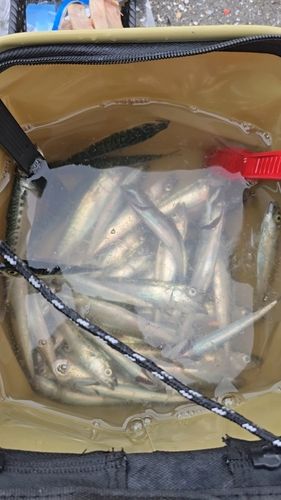 ゴマサバの釣果
