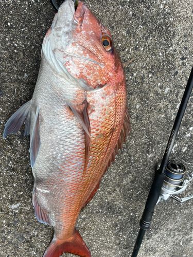 マダイの釣果
