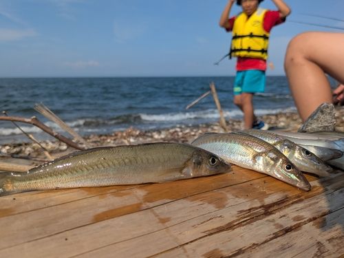 キスの釣果