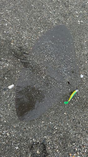 ツバクロエイの釣果