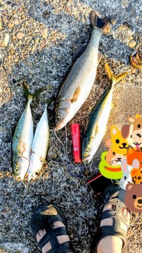 シーバスの釣果