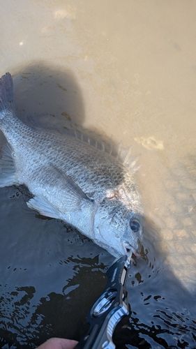 キビレの釣果