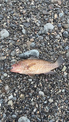 オオモンハタの釣果
