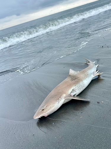 サメの釣果