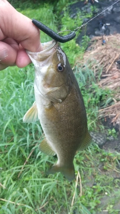 スモールマウスバスの釣果