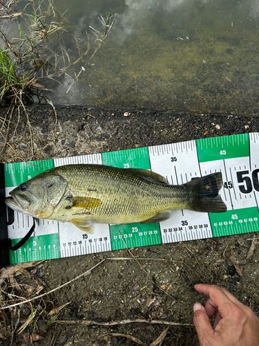 ラージマウスバスの釣果