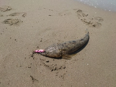マゴチの釣果