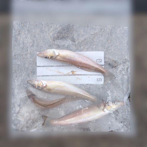 シロギスの釣果