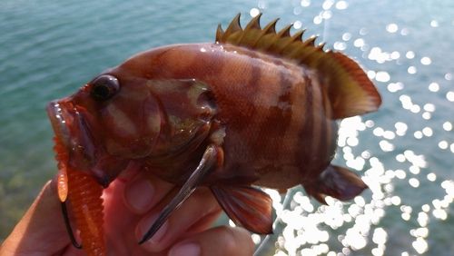 ヤミハタの釣果