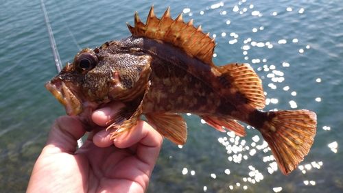 ガシラの釣果