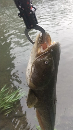 ナマズの釣果