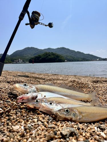 キスの釣果