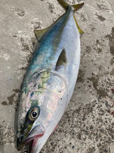 イナダの釣果