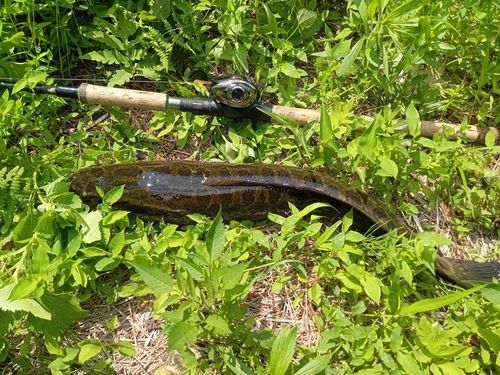 ライギョの釣果