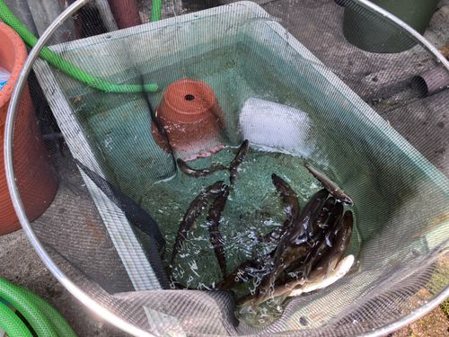 アユの釣果