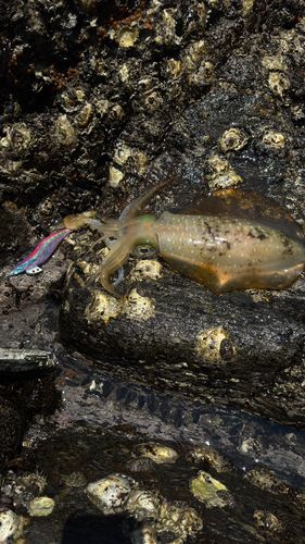 アオリイカの釣果