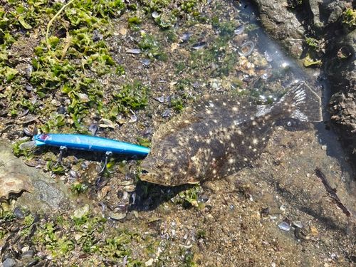 ソゲの釣果