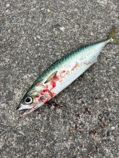 マサバの釣果
