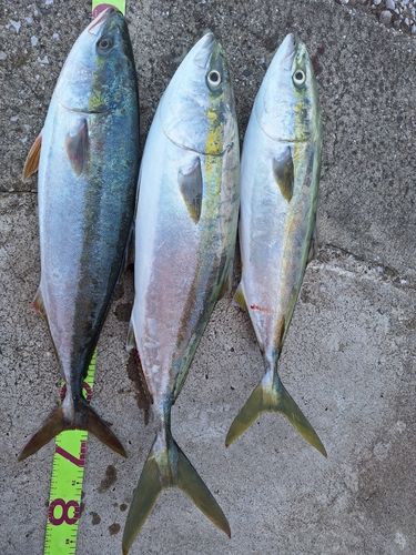 メジロの釣果