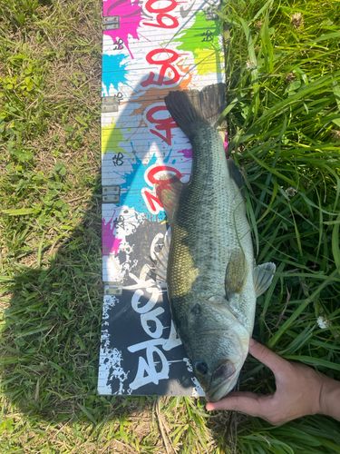 ラージマウスバスの釣果