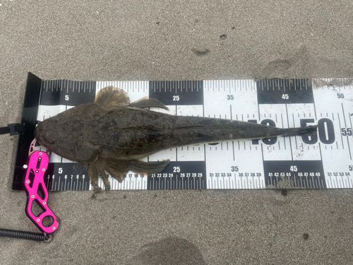 マゴチの釣果