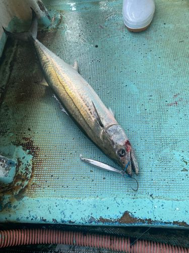 サワラの釣果