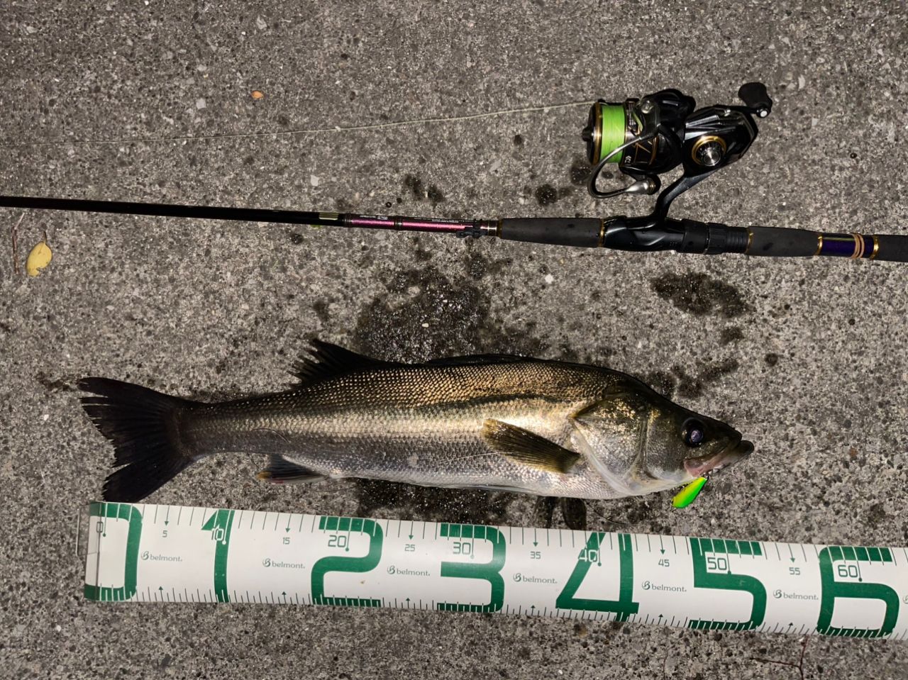 DAIWA 21カルディア LT2500S-XHの最安値・インプレ・釣果 | 本音の