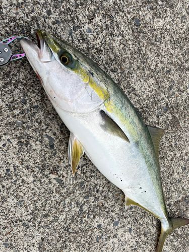 ワラサの釣果
