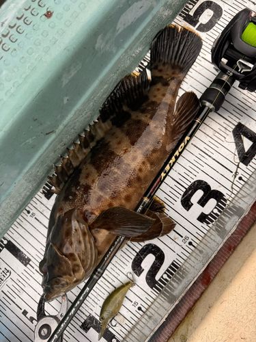 チャイロマルハタの釣果