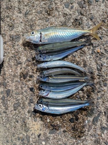 アオアジの釣果