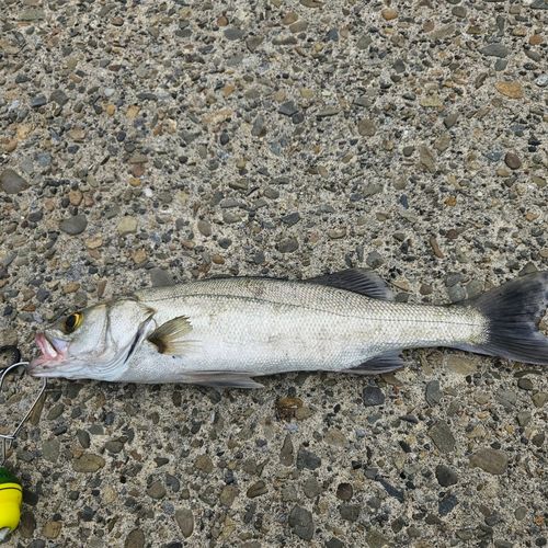 マルスズキの釣果