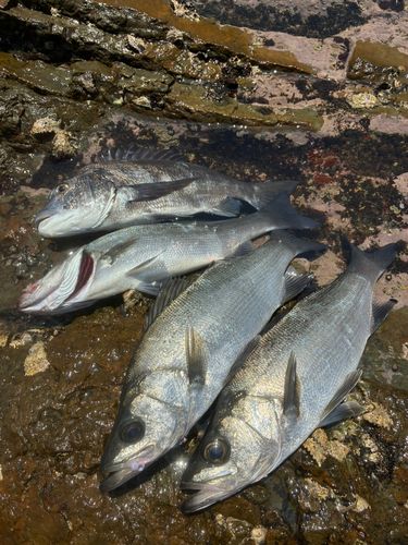 ヒラスズキの釣果