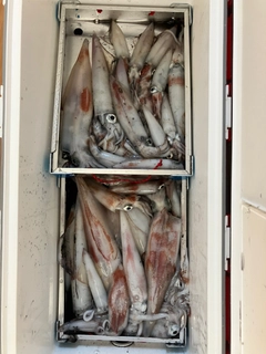 ケンサキイカの釣果