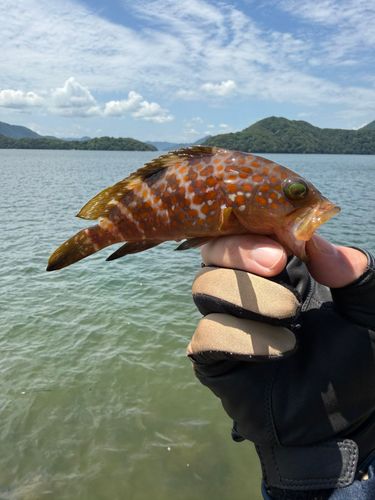 アコウの釣果