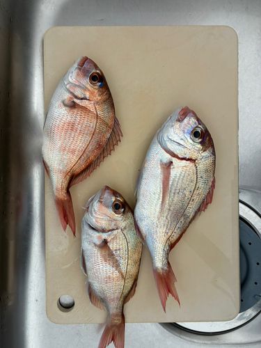タイの釣果