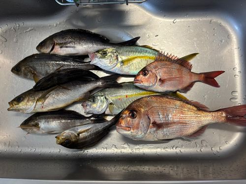 シマアジの釣果