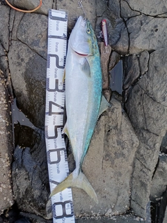 ブリの釣果