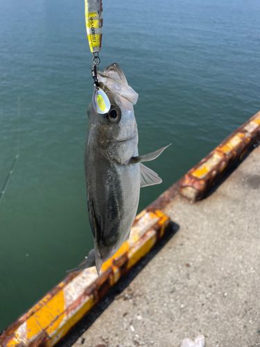 セイゴ（ヒラスズキ）の釣果