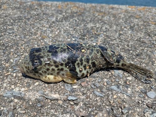 ヘダイの釣果