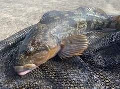 アイナメの釣果