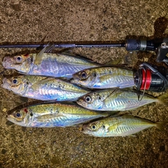 アジの釣果