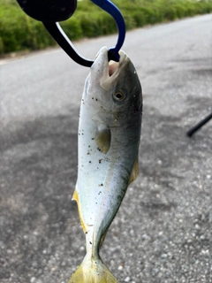 ツバスの釣果