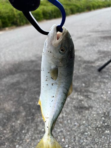 ツバスの釣果