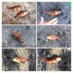 カサゴの釣果