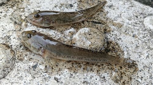 マハゼの釣果