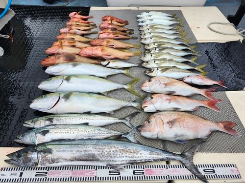 ハマチの釣果